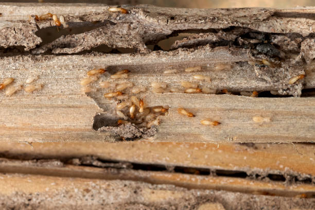 Best Termite Control Services  in Ashland City, TN