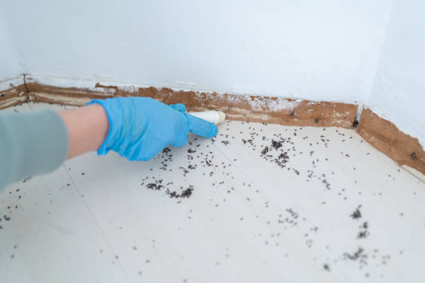 Best Flea Control Services  in Ashland City, TN